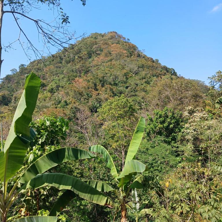 Hébergement privé dans la jungle avec cascade et vue mer! - Casa con 1 dormitorio - 4