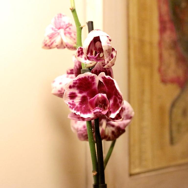 Trastevere Dream House - Camera Matrimoniale - 13