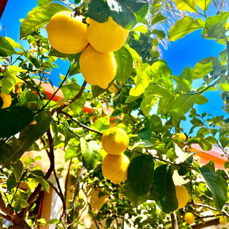 Casa Klod Ibiza - Casa - 23