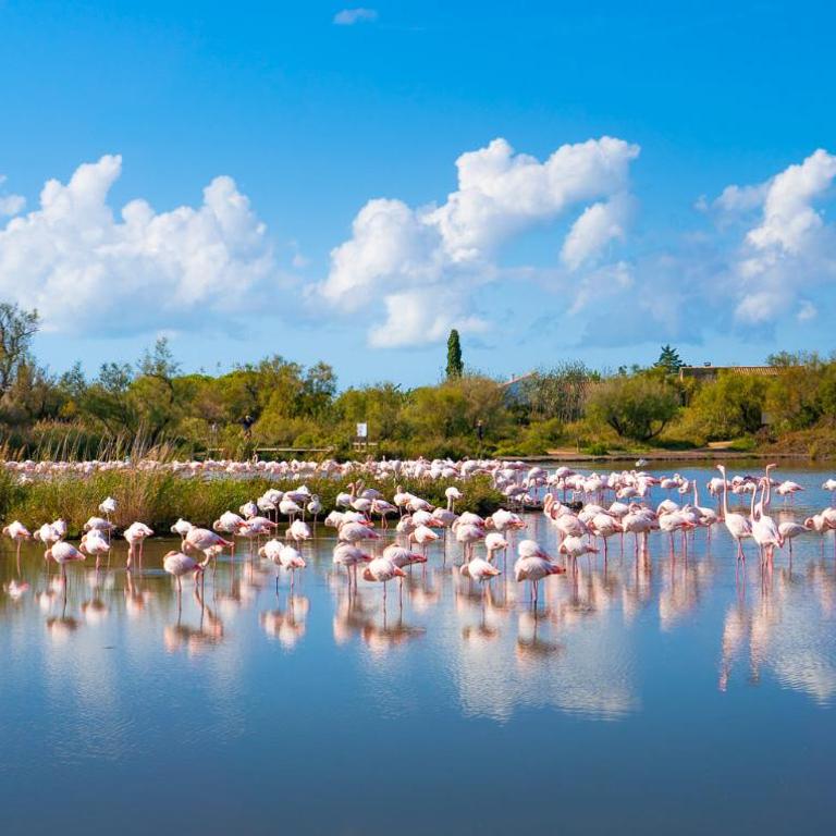 L'étincelle de Camargue, Plage et centre à pied - Appartement - 20