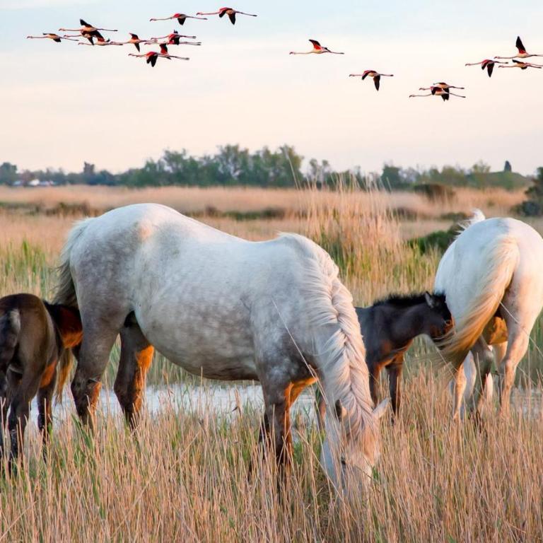 L'étincelle de Camargue, Plage et centre à pied - Appartement - 16