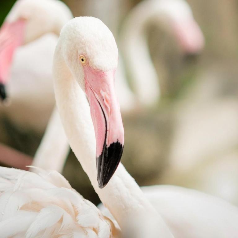 L'étincelle de Camargue, Plage et centre à pied - Appartement - 21