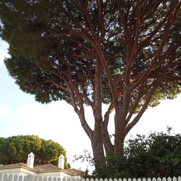Apartamento La Barrosa - Chiclana - Urb. Pinar Atlántico - Apartamento con terraza - 12