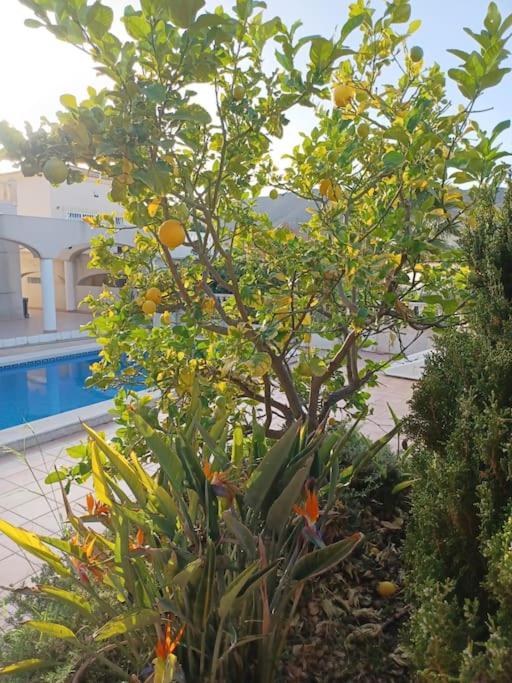 Casa Los Olivos, villa with a pool - Three-Bedroom Villa - 36
