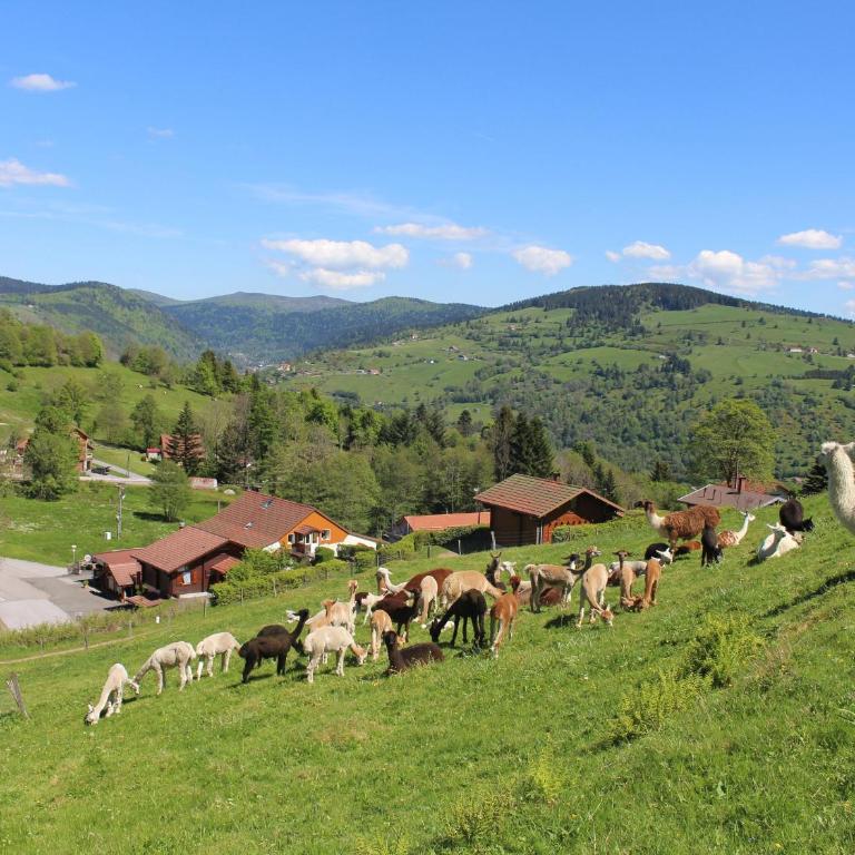 Chalet familial à La Bresse, proche randonnées, WIFI, animaux admis - FR-1-589-425 - Ferienhaus - 1