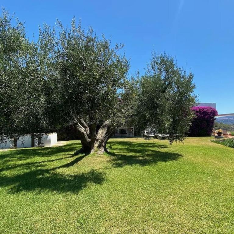 Villa Acquarilli - Villa - 43