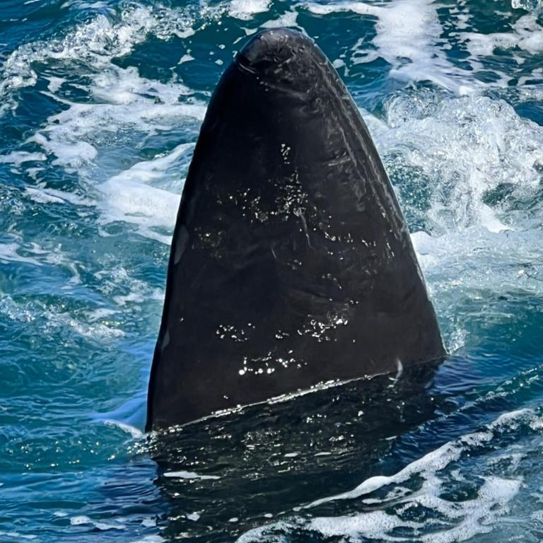 El Cerezzo - One-Bedroom House - 21