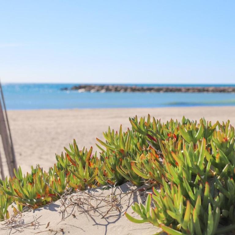 Le Moderna 1 ère ligne Bord de Mer Palavas - Studio - 2