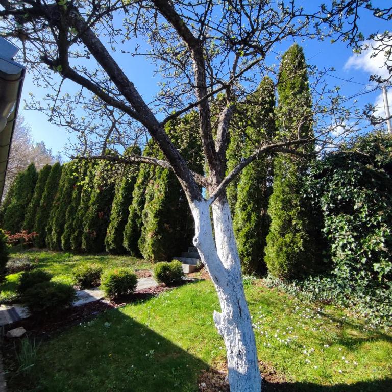 Garden House - Kuća sa 4 Spavaće Sobe - 30