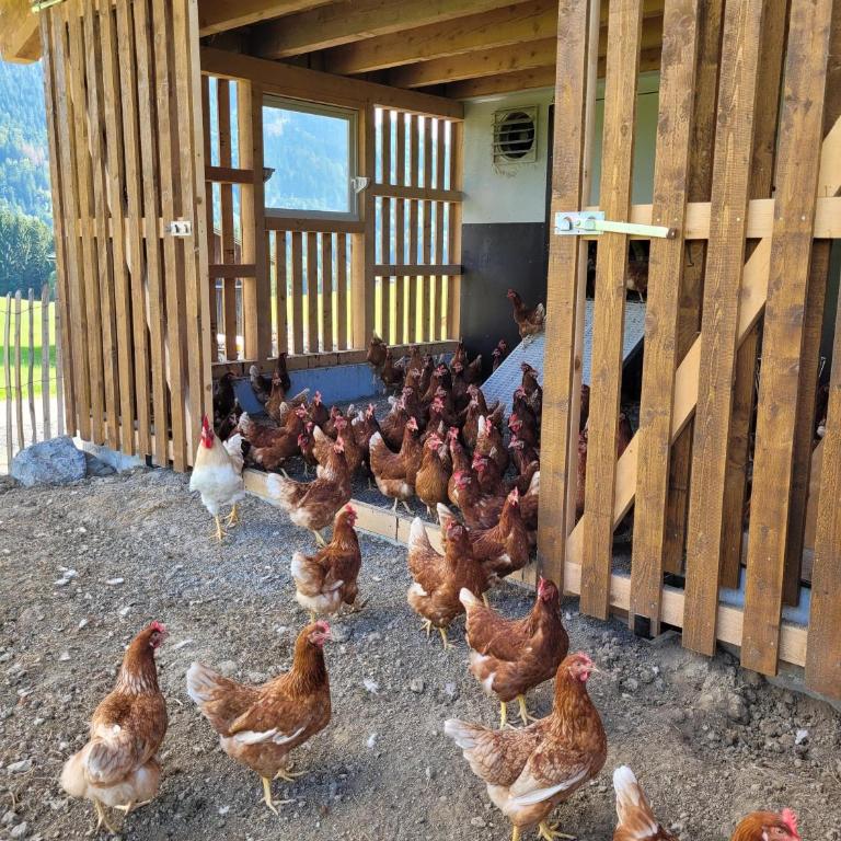 Naturgut Allgäu - Apartment mit Balkon - 8