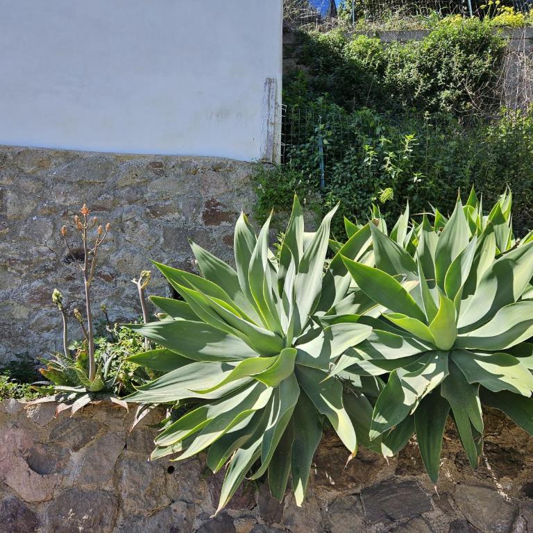 Villa Margot - Authentic seaview countryside villa & apartments - Appartamento con Terrazza - 31