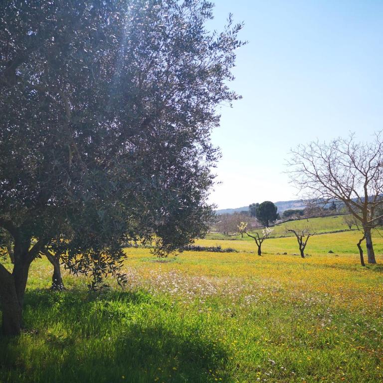 Valle d'Itria IN - Villa con 2 Camere da Letto - 66
