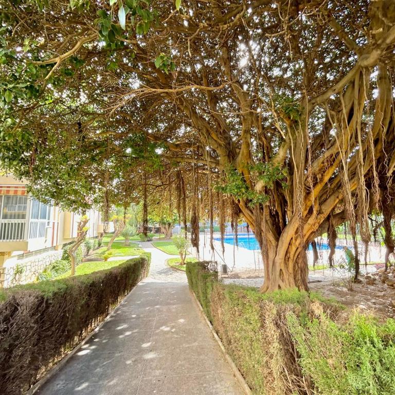 Hoja de palma - Apartamento Estudio - 17