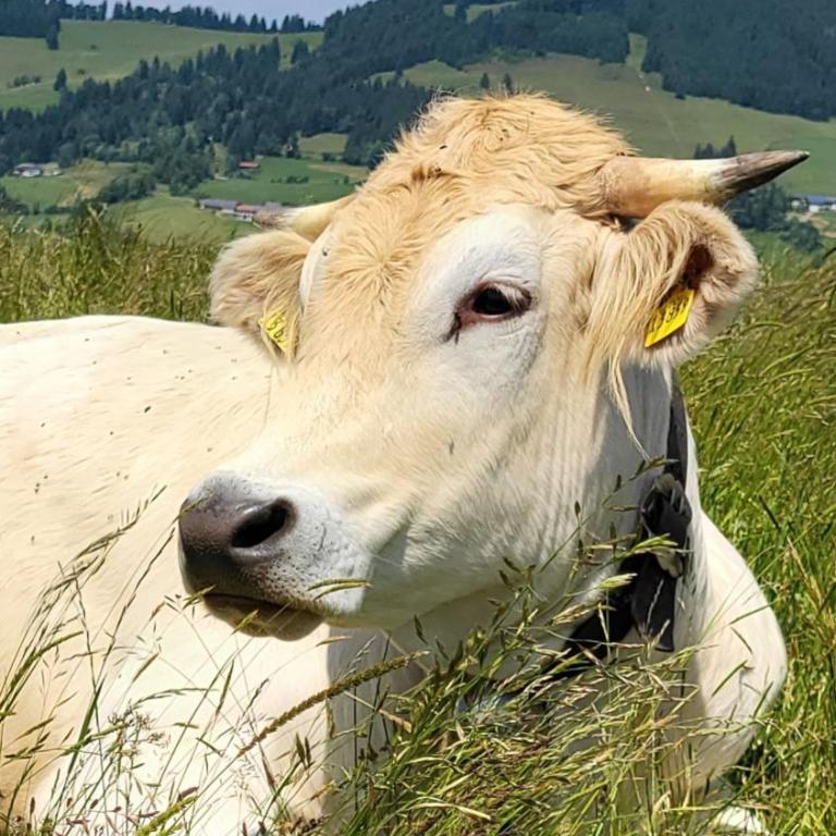 Ferienwohnung Bergzeit mit Pool und Sauna, ganz nah am Bikepark Weitnau, direkt am Skilift - Apartment - 30
