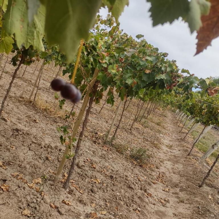 Finca el gallego - Casa de 4 dormitorios - 27