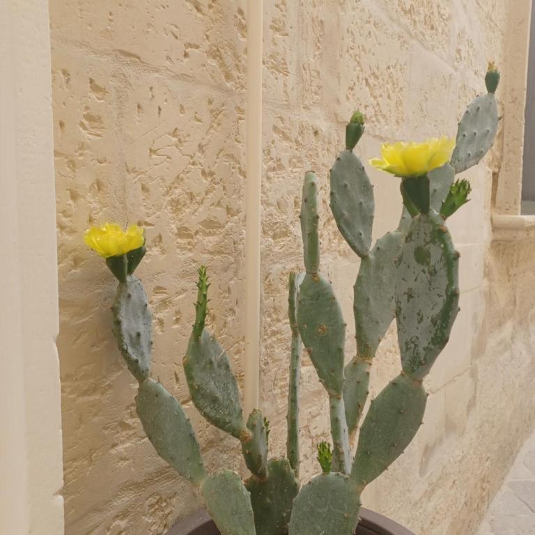 All'1 di Rajno' Relaxing ApartHotel - Appartamento con 1 Camera da Letto - 14