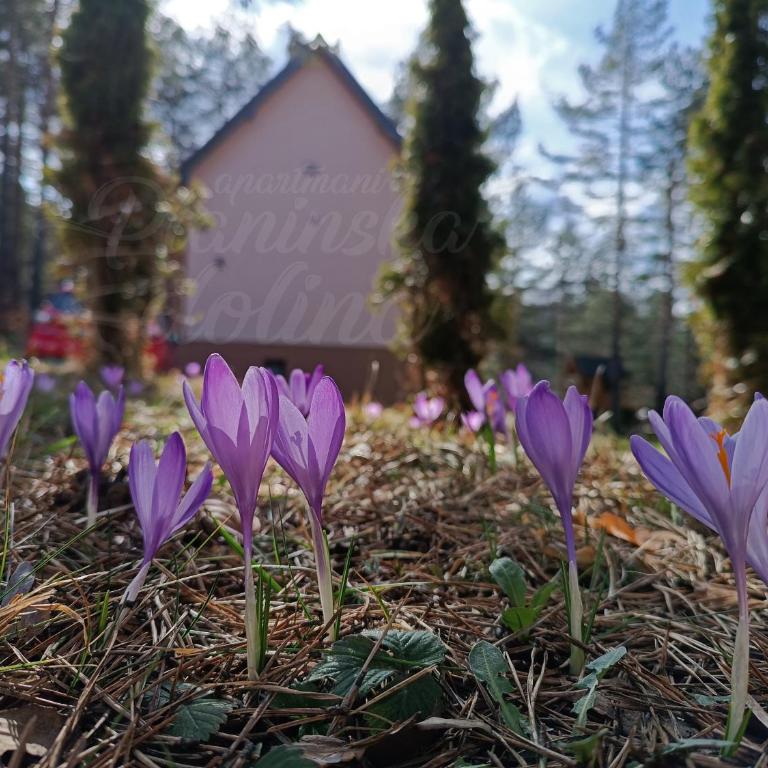 Planinska dolina - One-Bedroom Apartment - 40