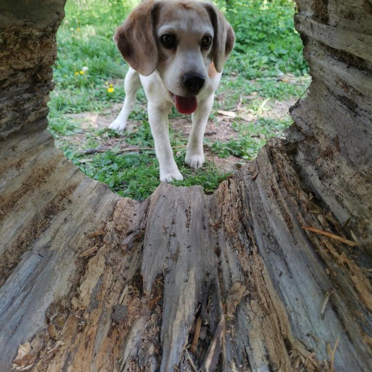 Vukajlo Petit - Apartman sa 1 Spavaćom Sobom - 89