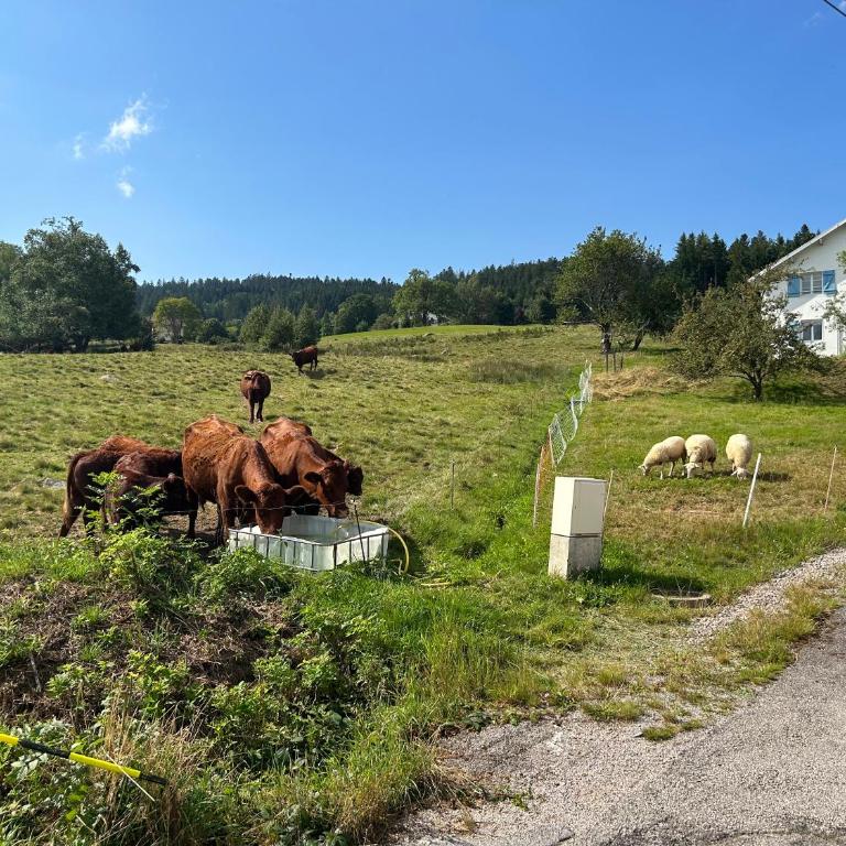La Renouée - Haus mit 4 Schlafzimmern - 42