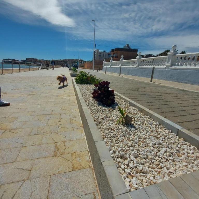 Maravillosa terraza con vistas al mar, La Mata - Two-Bedroom Apartment - 31