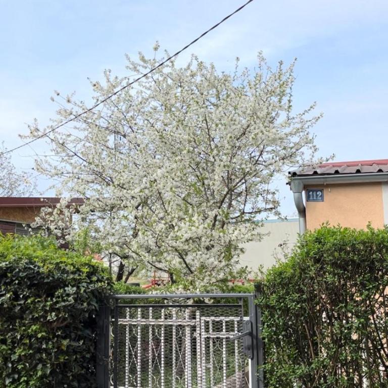 Villa Lenka Sokobanja - Kuća sa 1 Spavaćom Sobom - 19