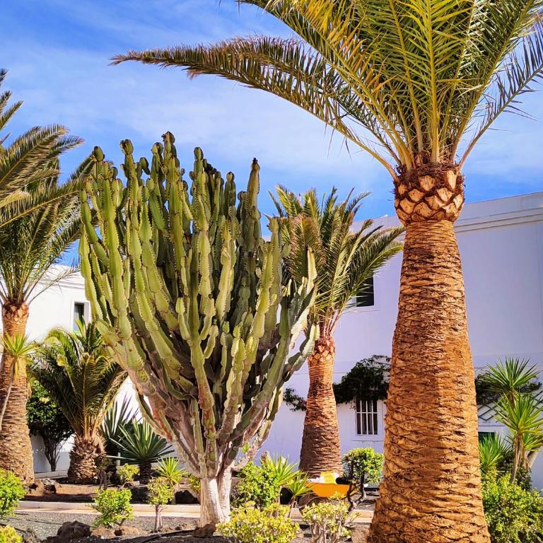 Flor de Las Dunas pools wifi tennis fibra 600mb - Apartamento de 1 dormitorio - 8