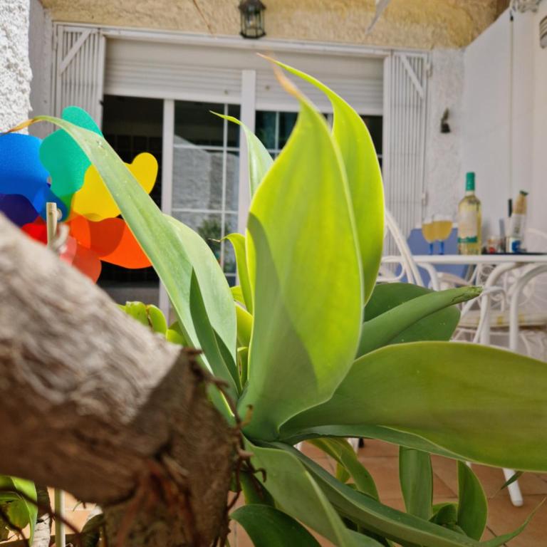 San Antonio - Beach, pool and terrace - Apartamento - Planta baja - 1