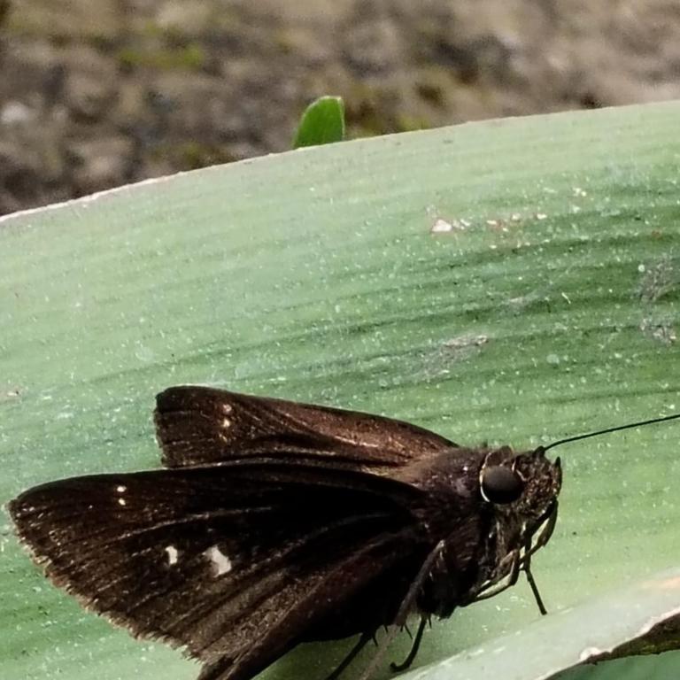 Cabaña El canto del Arriero - Bungalow Familiar - 4