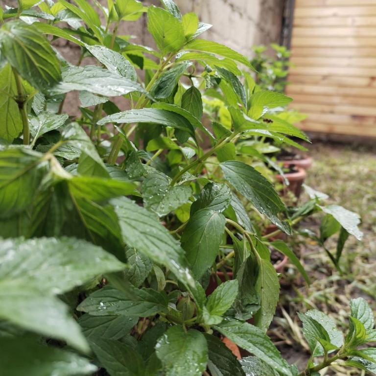 Cabaña El canto del Arriero - Bungalow Familiar - 8