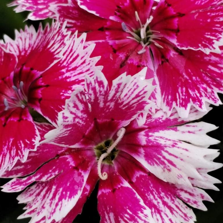 Cabaña El canto del Arriero - Bungalow Familiar - 9