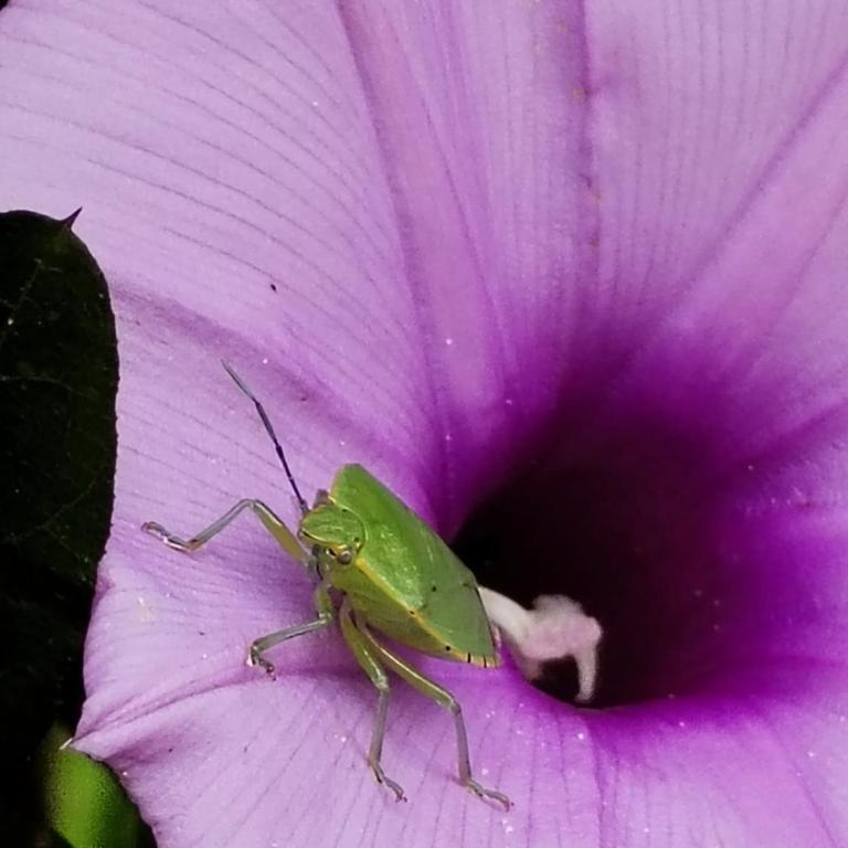 Cabaña El canto del Arriero - Bungalow Familiar - 15