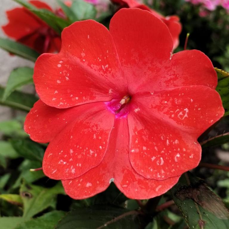 Cabaña El canto del Arriero - Bungalow Familiar - 17