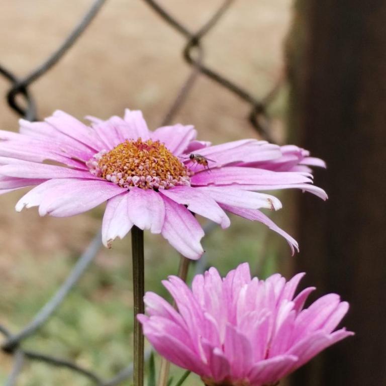 Cabaña El canto del Arriero - Bungalow Familiar - 18