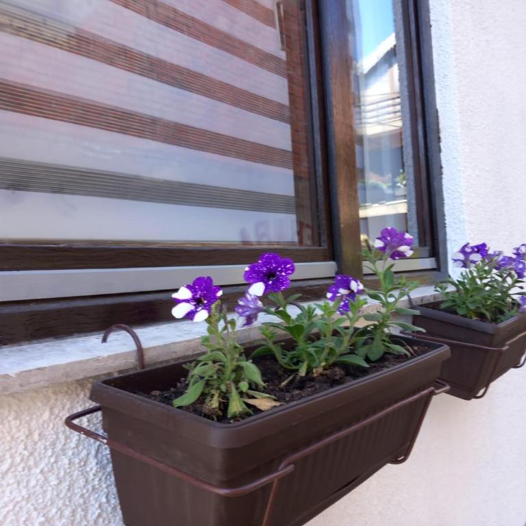 Apartman Mario - Apartman - 46
