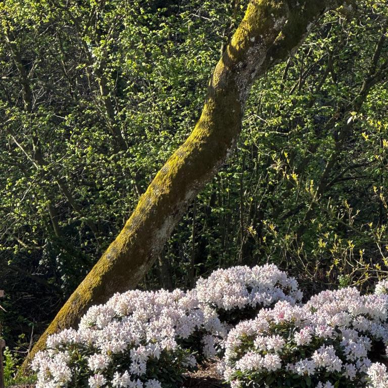 Domaine du Deven Grandvaux - Apartment mit Gartenblick - 62