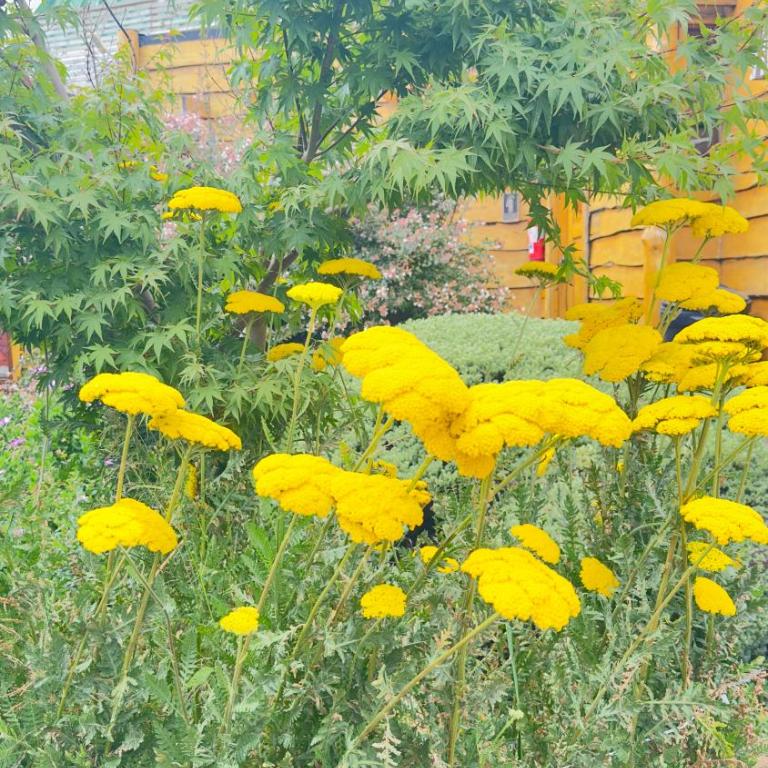 Cabañas Pewma Futrono - One-Bedroom House - 10