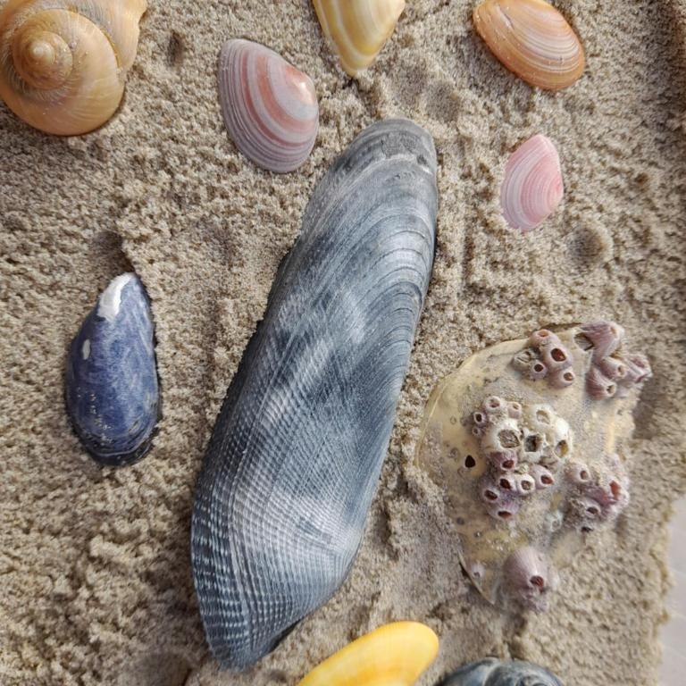 Le Mistral Berck - Studio - 12