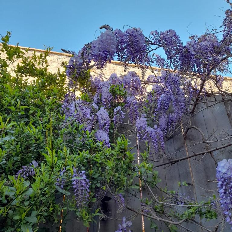 Zoralie - Suite Junior - Vue sur Jardin - 19