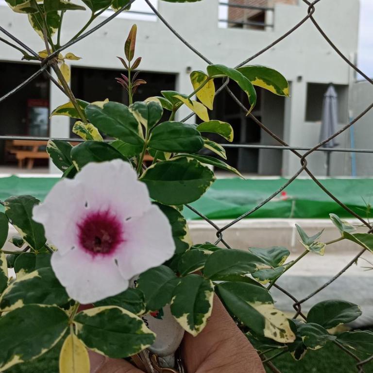 COMPLEJO MAINUMBI DUPLEX 5 - Apartamento de 2 dormitorios - 17