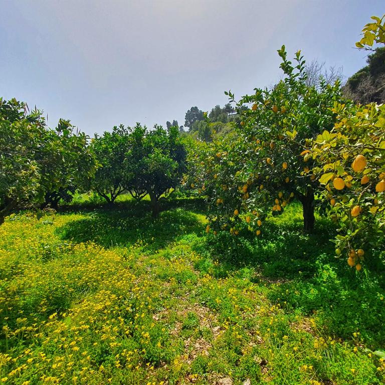 Villa Tommaso Maruggi, Sicilia, con Jacuzzi e piscina privata - Four-Bedroom Villa with Garden View - 13