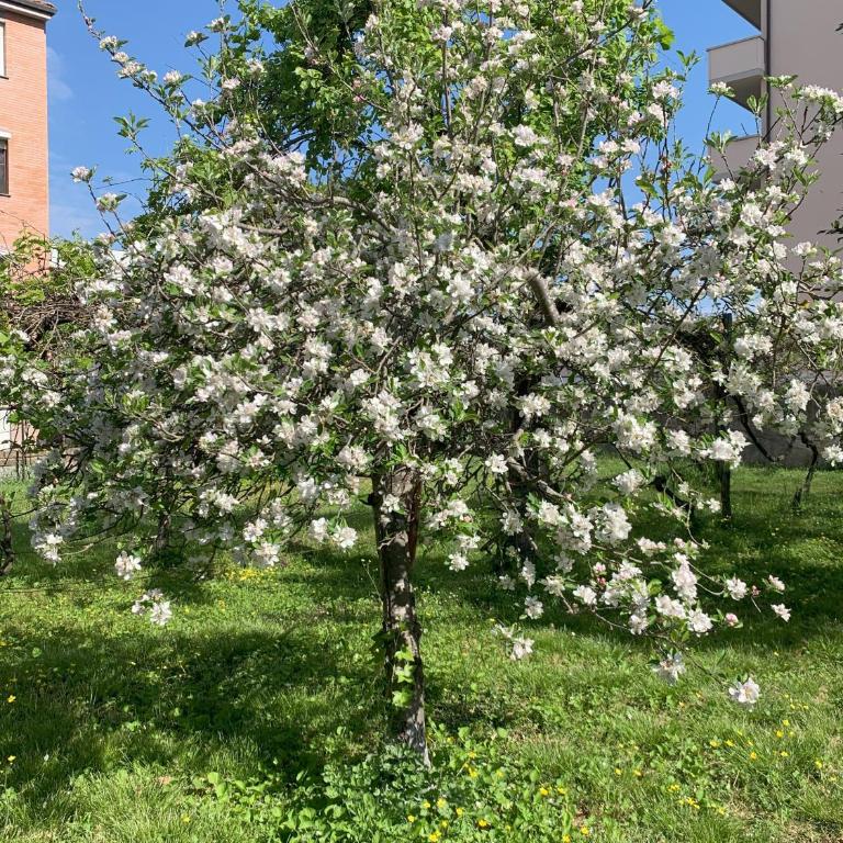 Paradisa28 - Amalfi - Zona Ospedale Cisanello - Appartamento con 1 Camera da Letto - 45