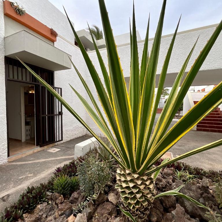 Primavera - Apartamento de 1 dormitorio - 62