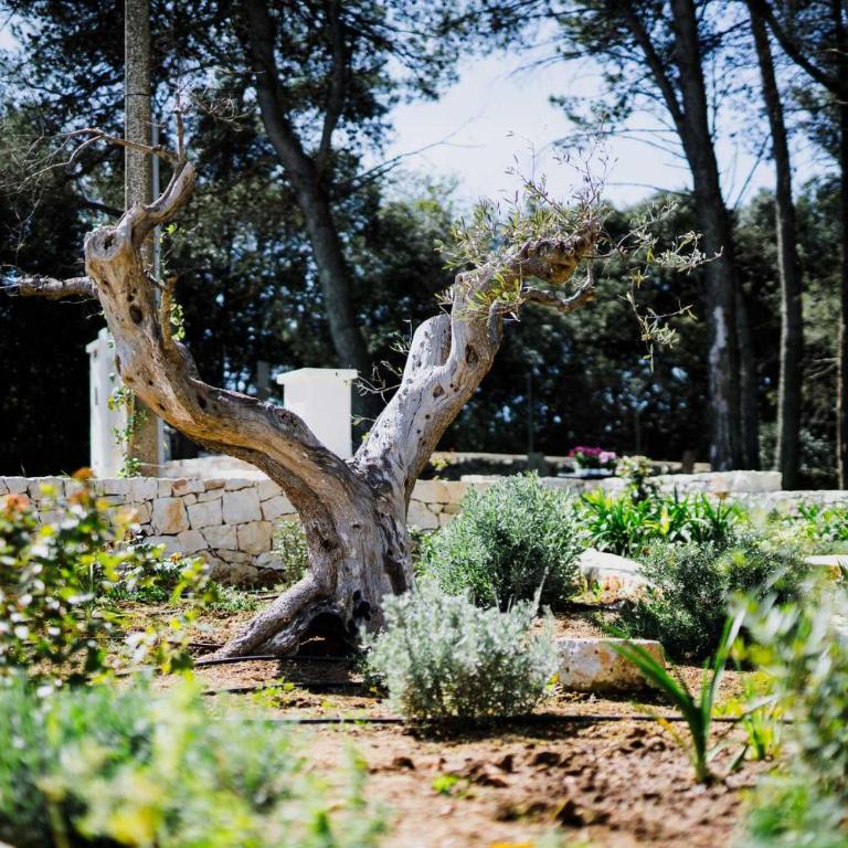 Trulli Pinacea - Villa con 2 Camere da Letto - 5