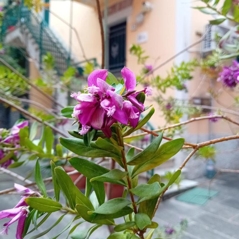 appartamento IL VICOLO la spezia cinque terre - Appartamento con 2 Camere da Letto - 43