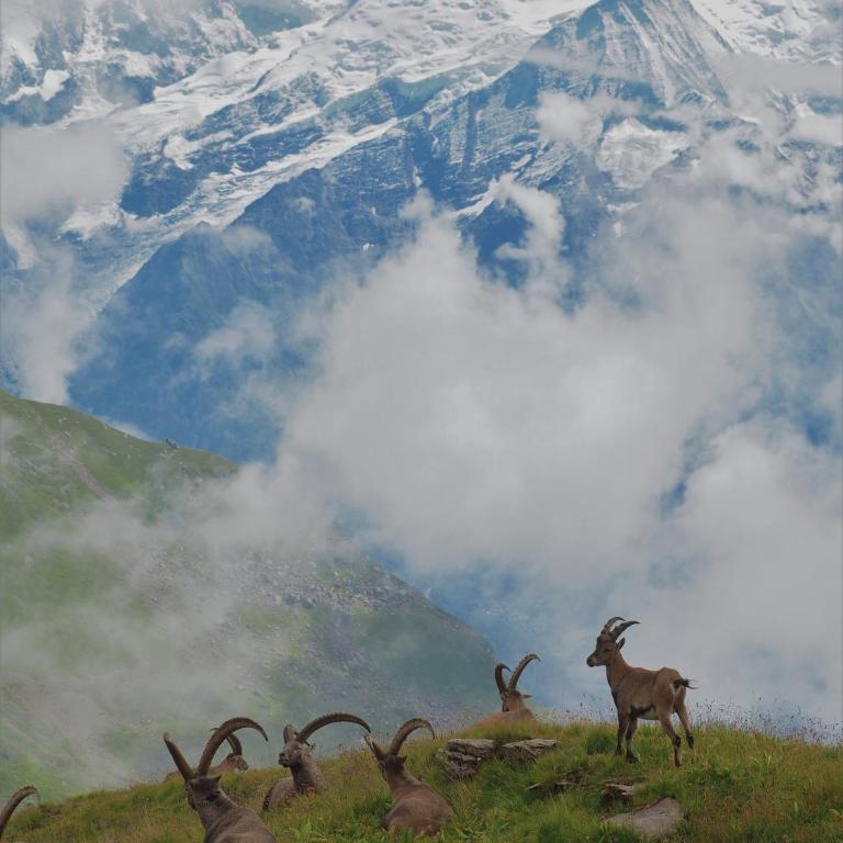 BelleVue centre, wifi, mountain view - Appartamento con Vista Montagna - 58
