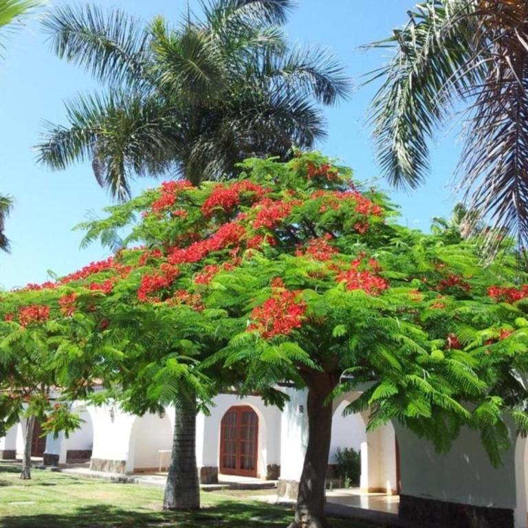Calm & Gardens in Bungalow Parque Golf, Maspalomas - One-Bedroom Apartment - 3