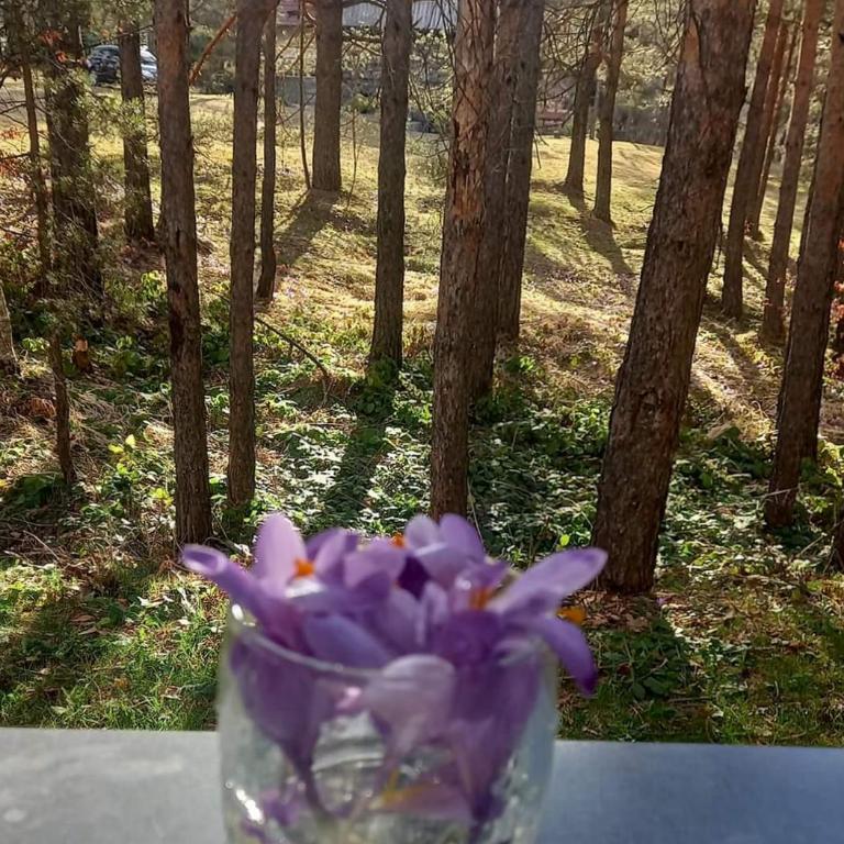 Apartman Šumski San - Apartman sa 1 Spavaćom Sobom - 19