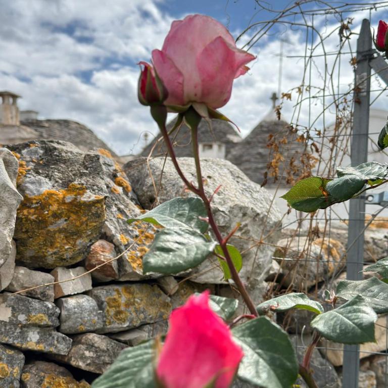 Trulli Resort Aia Piccola - Trullo con 3 Camere da Letto - 50