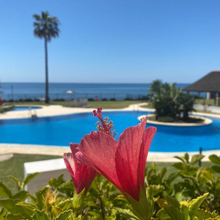 Frontline Beach ground floor with privet garden, Mi Capricho 16 - Apartamento de 2 dormitorios - 4