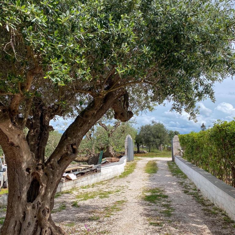 Trullo Pinto - Appartamento con 1 Camera da Letto - 30